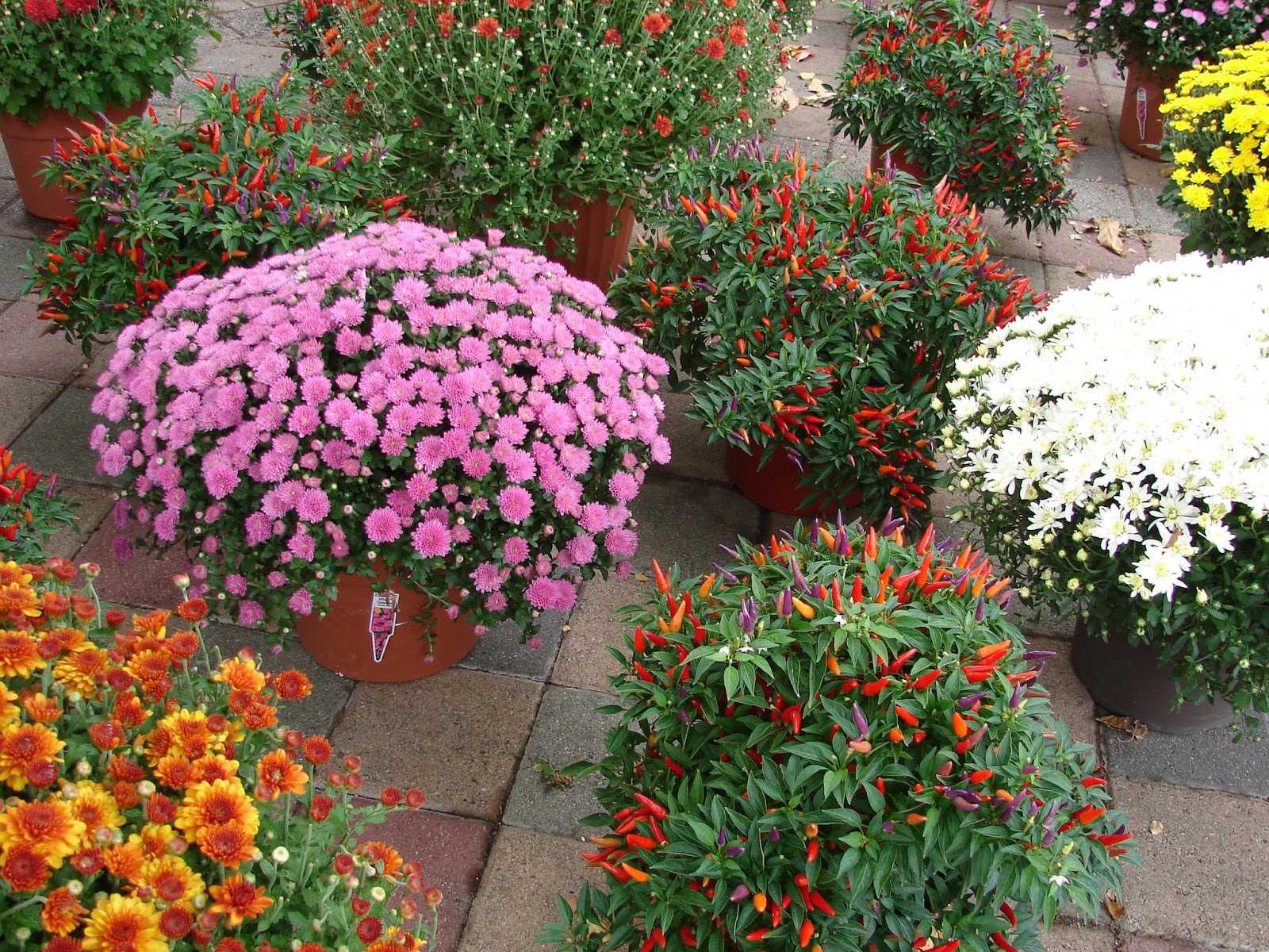 New Utah Gardener Top 10 FallFlowering Waterwise Perennials For Utah