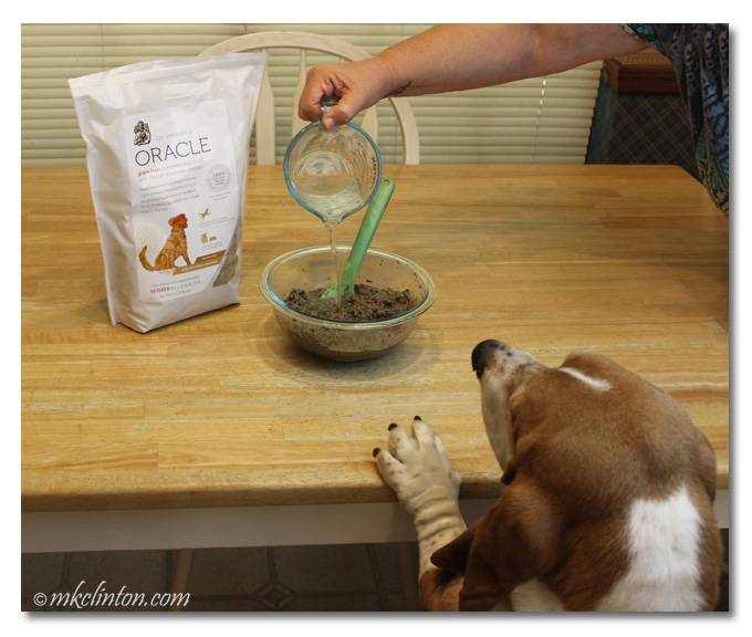 Bentley Basset supervising mixing of Oracle dog food