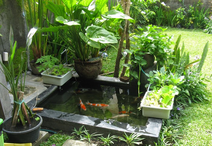 Aquaponik Dan Hidroponik Easy Way To Build Woodworking Plans