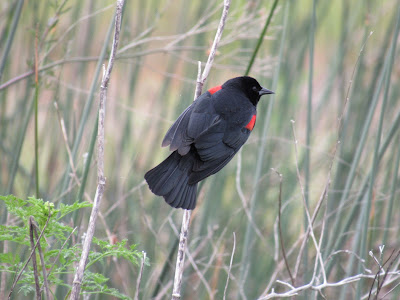 Sacramento National Wildlife Refuge California birding