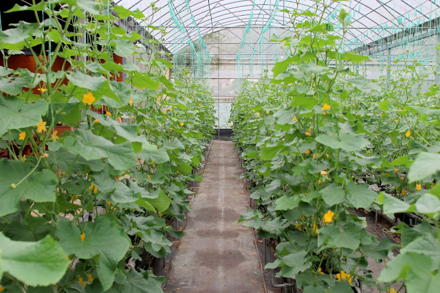 新竹採蕃茄草莓 高平農場