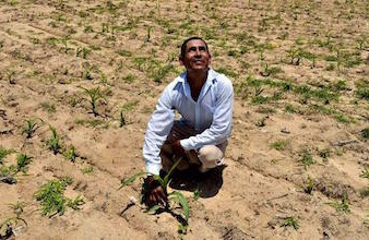 Víctimas del Calor: suspenden cultivos en Quintana Roo por severa sequía, plantas no crecen 