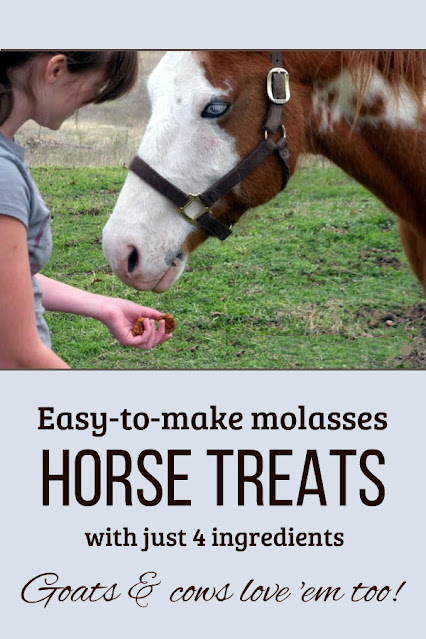 Offering molasses horse treats to a brown and white paint horse.