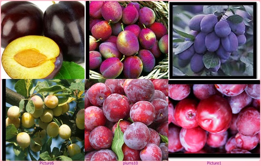PLUM/PRUNE