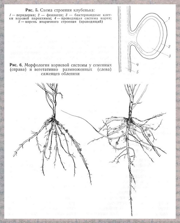 Корневая система вишни схема