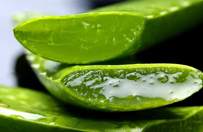 Cara Mengolah Lidah Buaya Untuk Wajah Cara Mengolah Lidah Buaya Menjadi Manisan Cara Mengolah Lidah Buaya Menjadi Makana Rambut Alami Lidah Buaya Masker Rambut