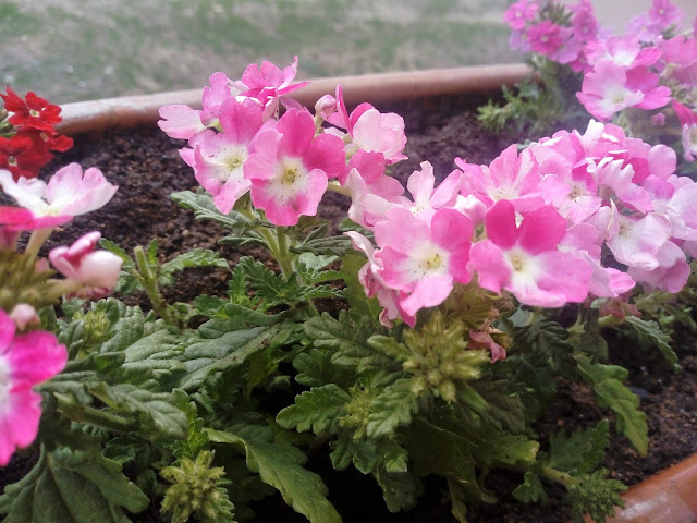 Verbenas (Verbena repens y Verbena hybrida).