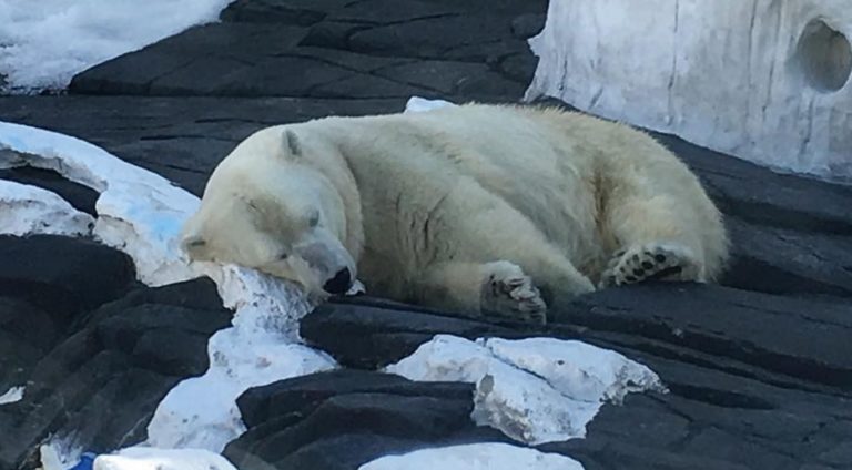 умирающий медведь