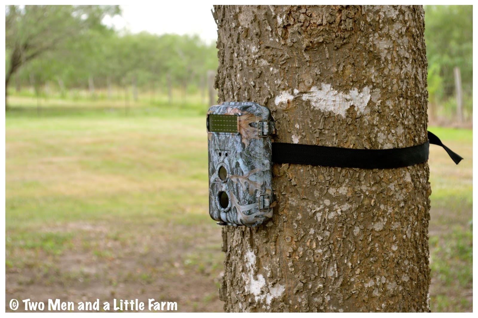 Two Men and a Little Farm WE HAVE TRAIL CAMERAS