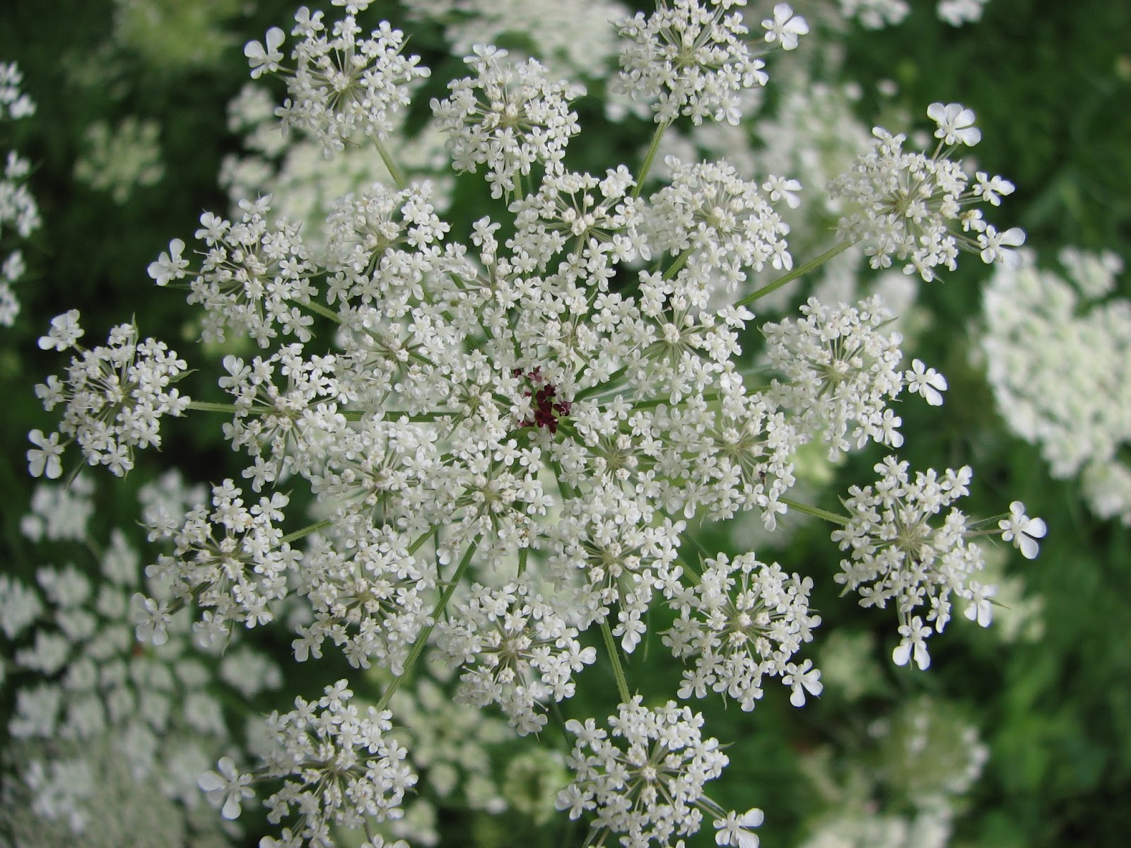 South Burlington, VT flowersAugust Litter with a Story To Tell