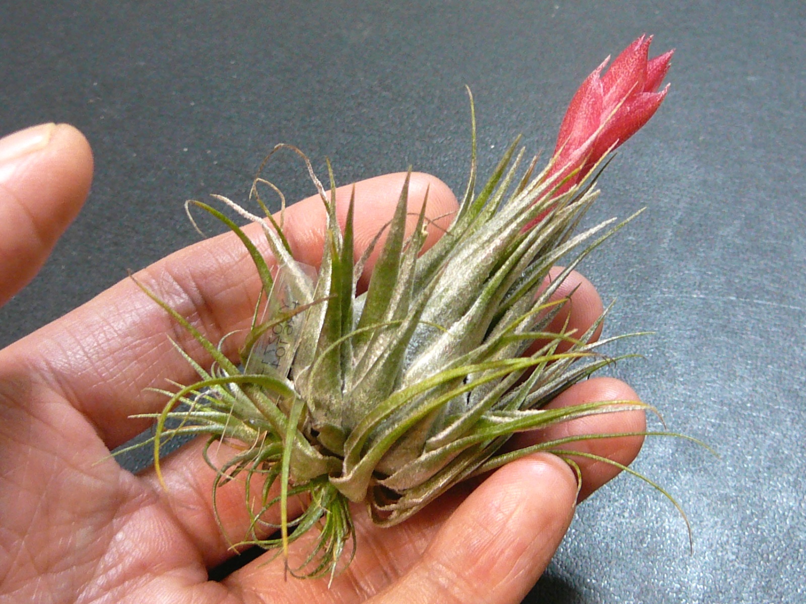 Tillandsia kautskyi クランプ | tspea.org
