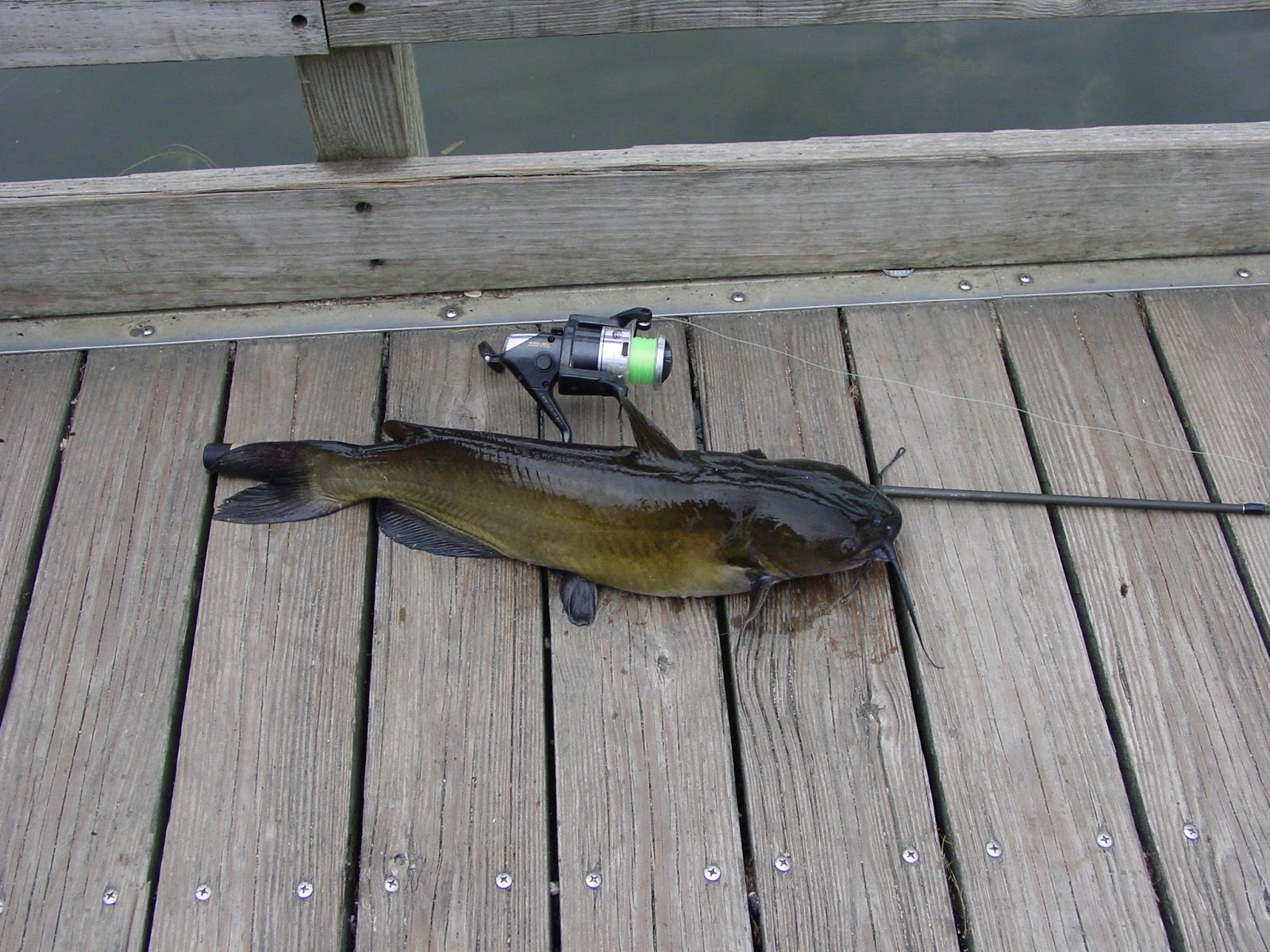Misadventures in Catfishing Then and Now Catfish regulations in Illinois