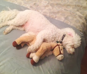 Marley (Now Rocco) sleeps with his paws around GREAT toys