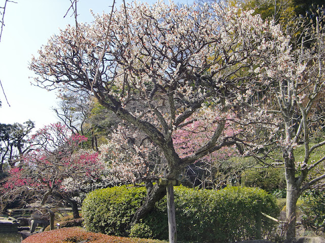 ���J���̔~