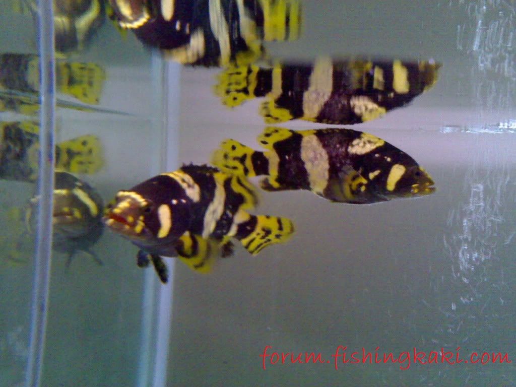 Gambar kerapu emas Jenis Ikan Hias Air Tawar Warna Belang Kuning Hitam