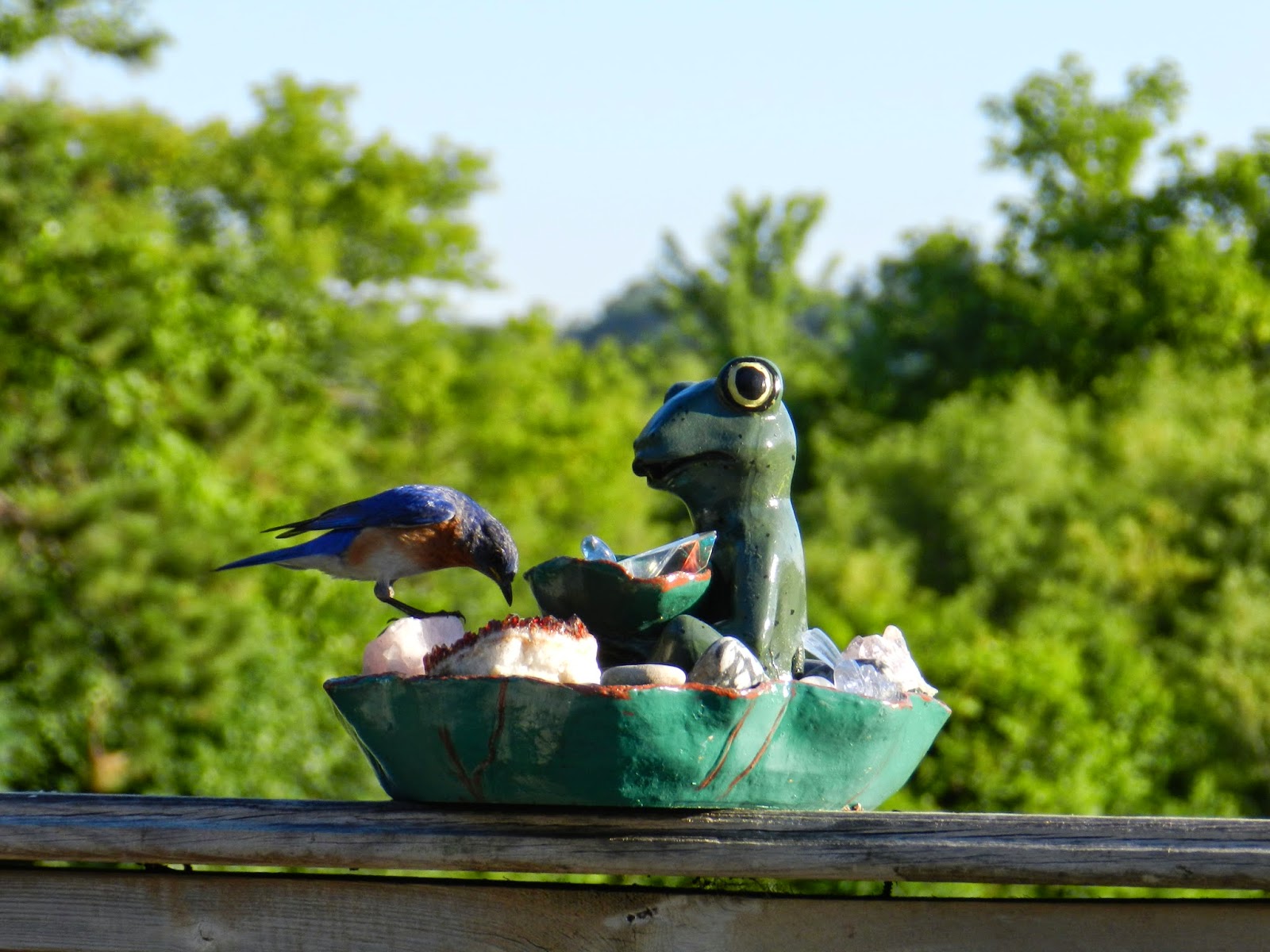 Minneapolis Backyard Birds - Jeanasina's Crazy Stuff