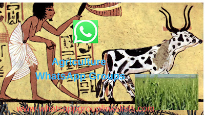 agriculture whatsapp group links www.whatsappgrouplinkslists.com