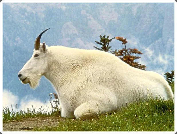 foto 5 gambar kambing mountain goat