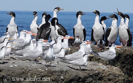 King Cormorant in Peninsula Valdes