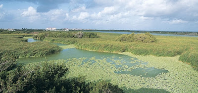 Bubali Bird Sanstuary à Aruba