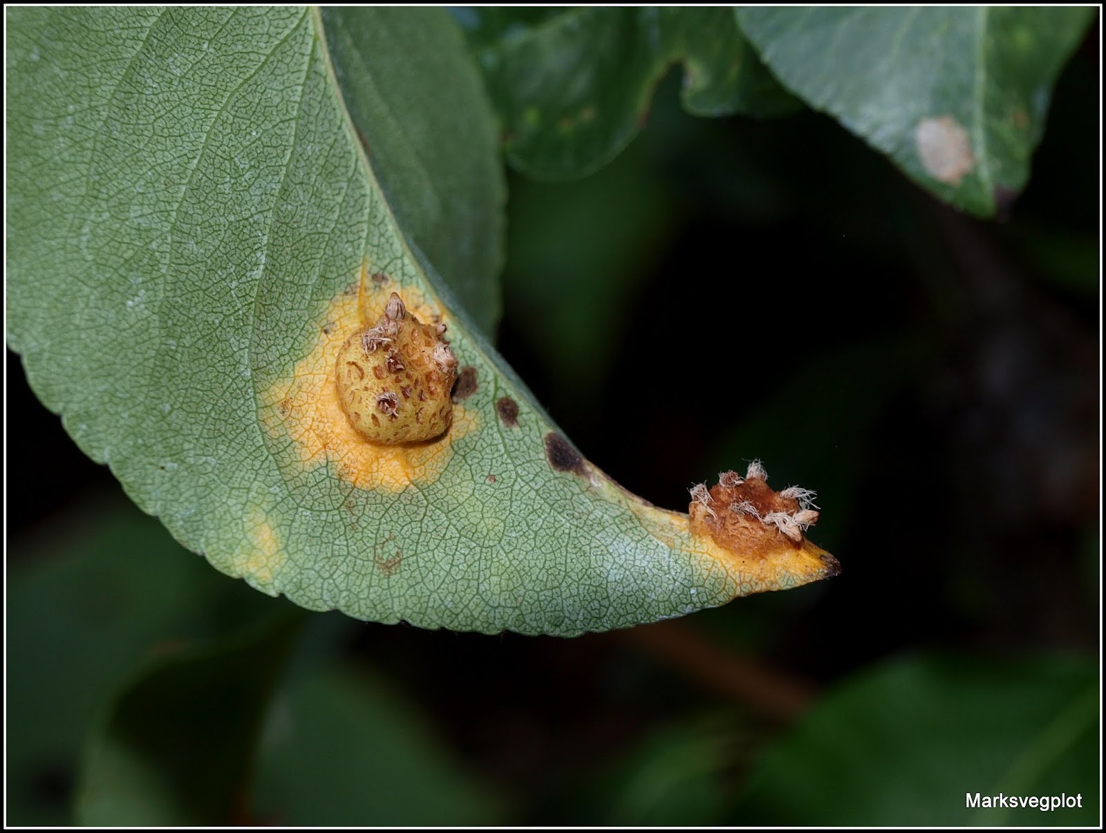 Mark's Veg Plot Pear Rust fungus