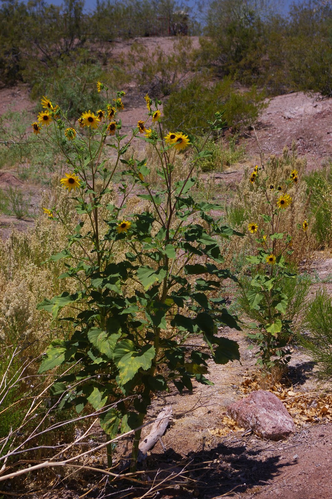 Arizona Gronseth Report Summer Sunflower