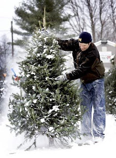 JeffCo Gardener: The Science Behind Your Christmas Tree by Elaine Lockey