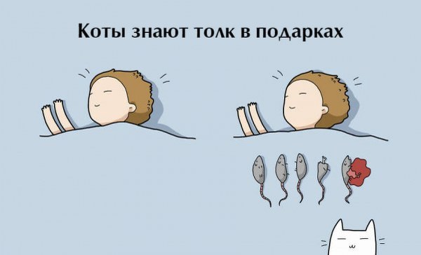 Бонусы для владельцев котов