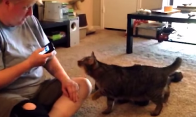 Cat tries to beat up woman after she insults him using the cat translator app