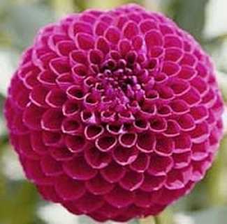 Ball Type Dahlia