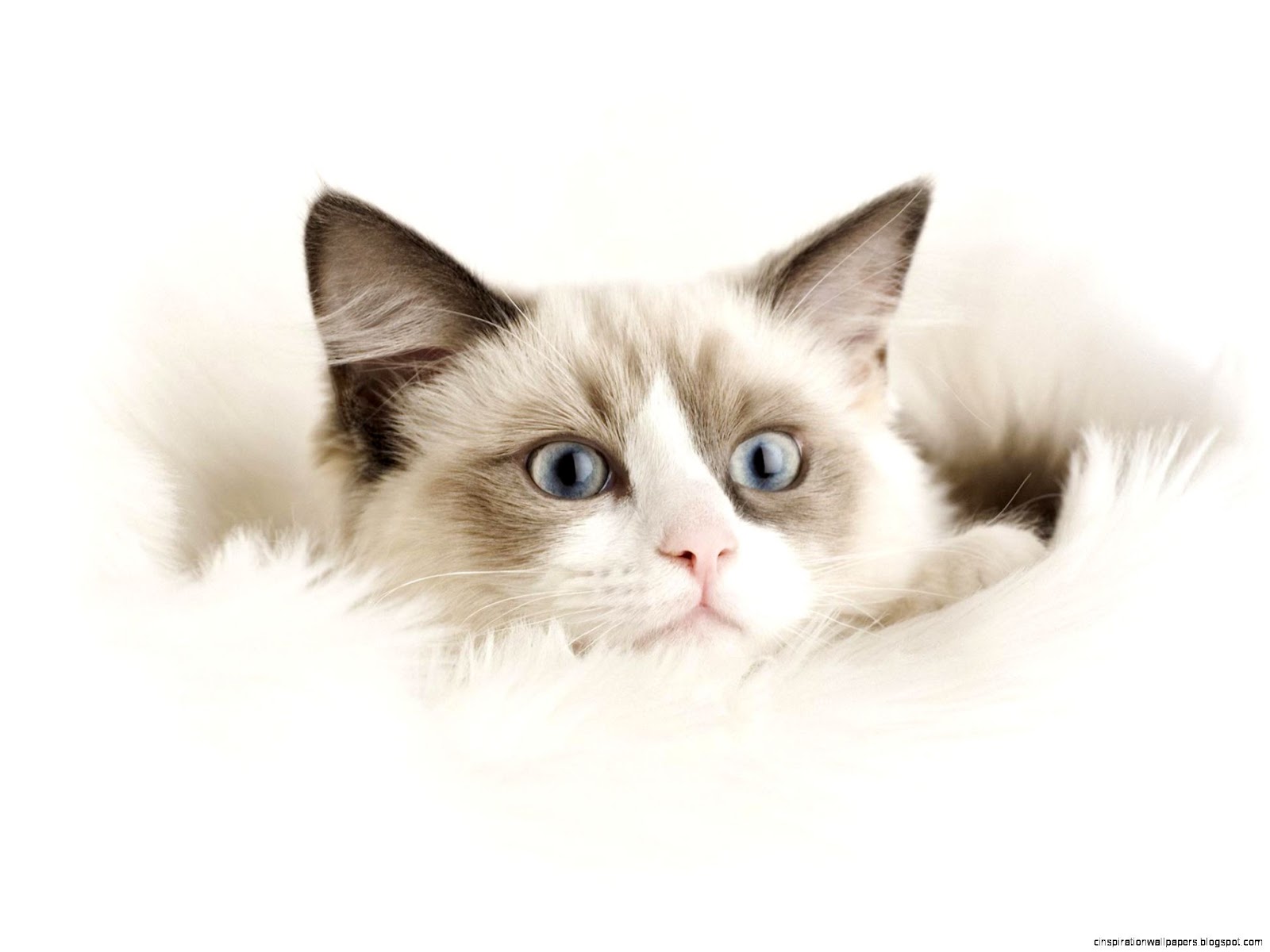 White Ragdoll Cat