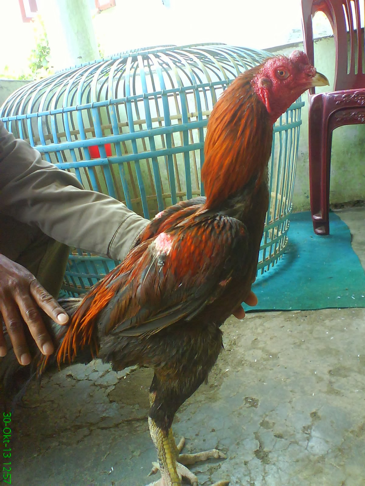AYAM BANGKOK TARUNG PERJUANGAN FARM AYAM BANGKOK GONDANG PETARUNG