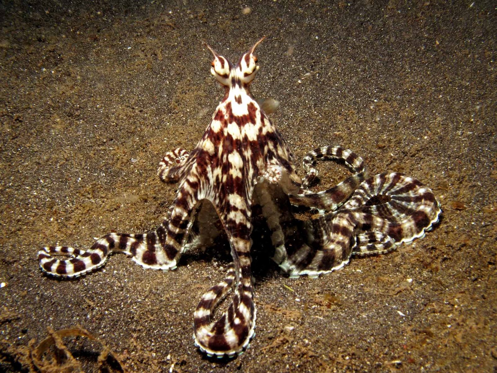 Mimic Octopus, this fascinating creature was discovered in 1998 off the