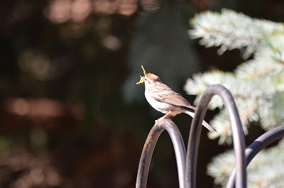 Nest Repair Photo by Trisha Field