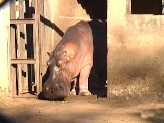 Hipopótamo foi encontrado morto dentro da jaula (Foto: Reprodução / TV TEM)