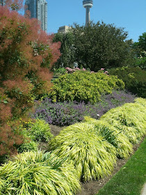 Toronto Music Garden showing japanese forest grass, blooming smokebush, purple salvia, yellow potentilla by garden muses: a Toronto gardening blog 