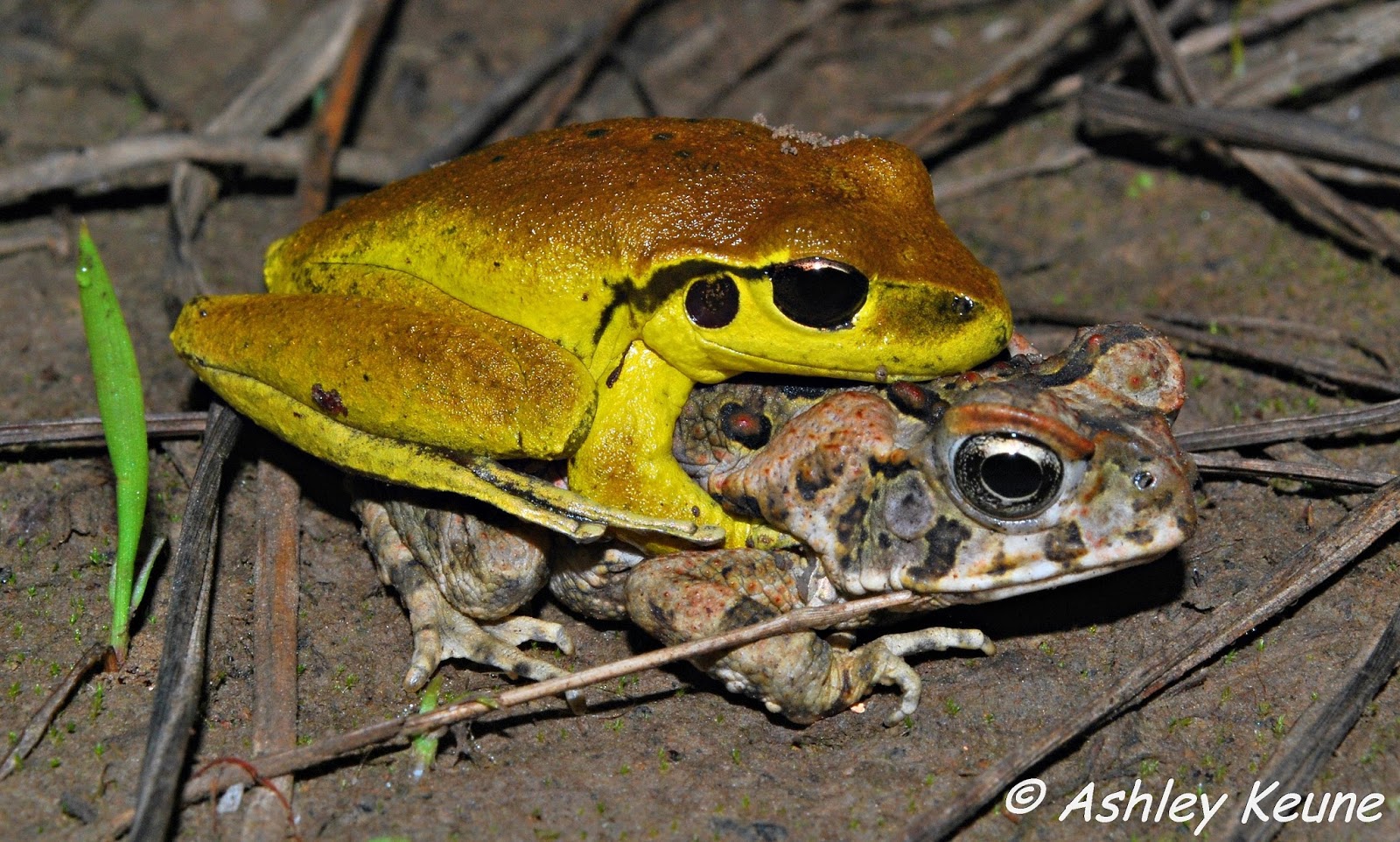 Australian Frogs Photography KEUNEA PHOTOGRAPHY Good Variety of Frogs