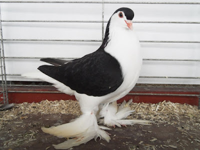 lahore - utility pigeons