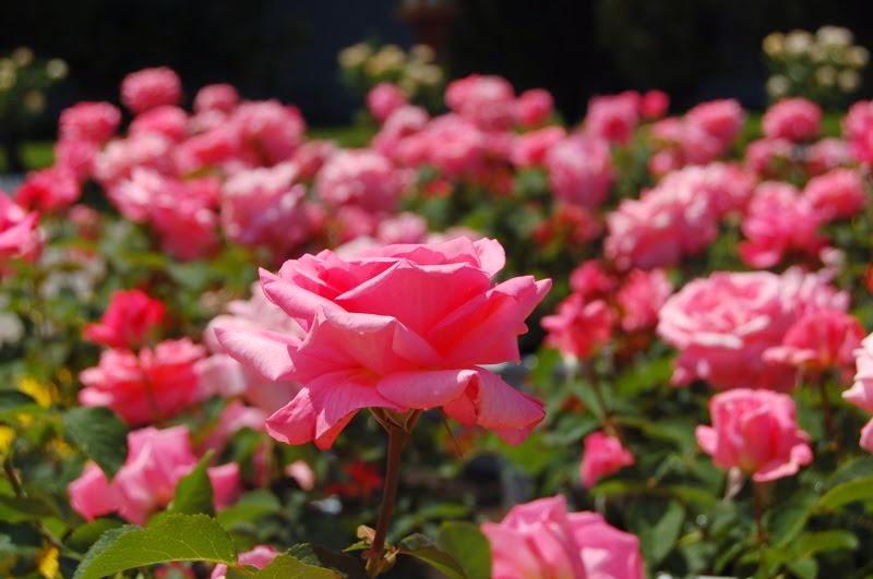 Horizons A Field Full of Roses