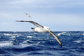 A Shy Albatross - worth the sea sickness!