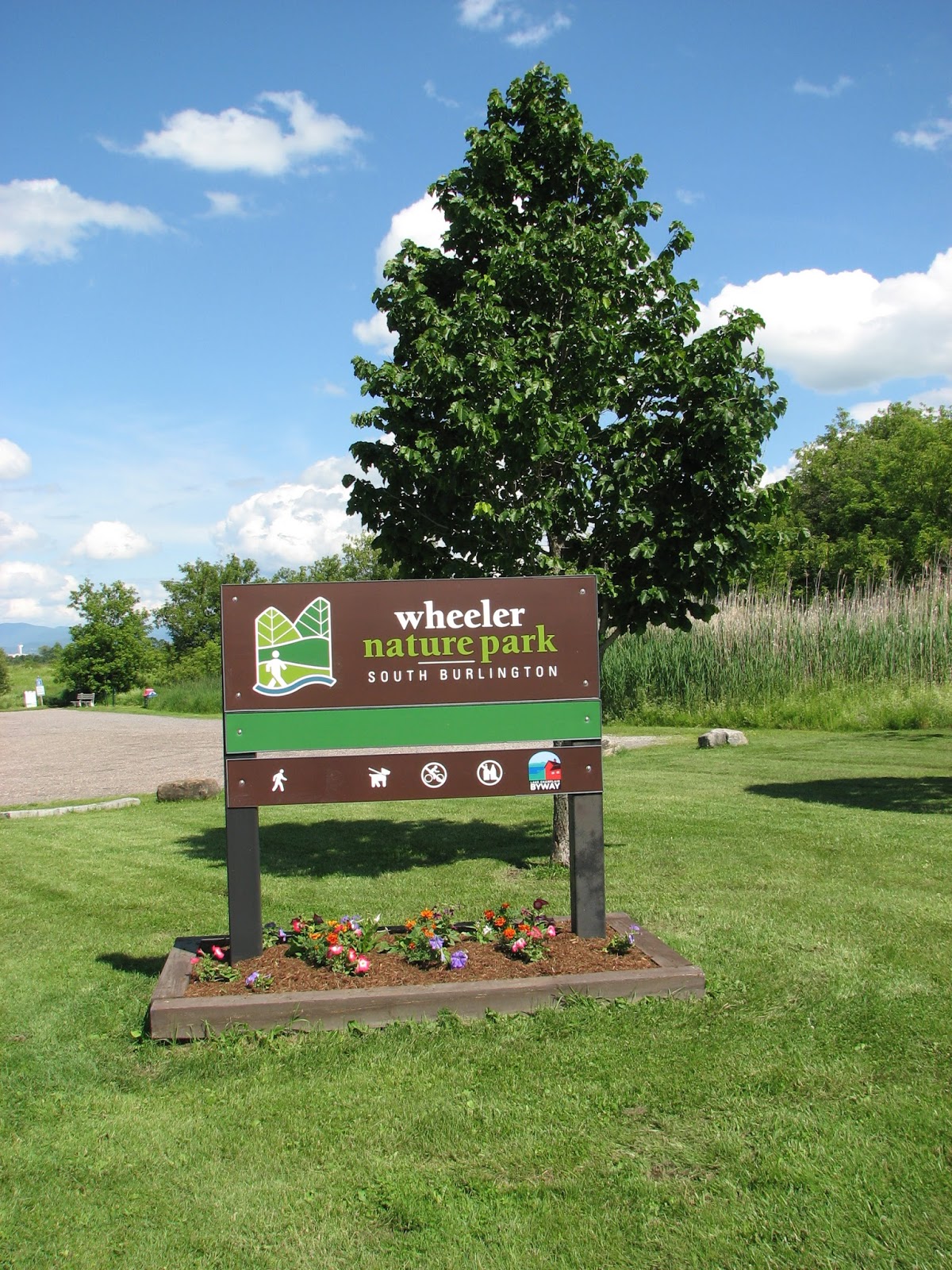 South Burlington, VT Wheeler park_June Litter with a Story To Tell
