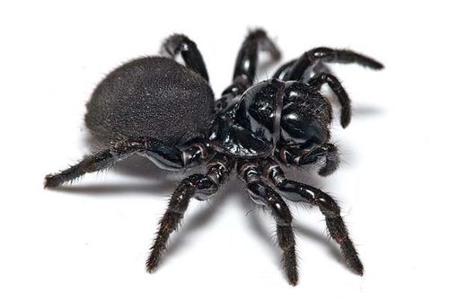 7 Laba-laba Paling Mematikan Di Dunia [ www.BlogApaAja.com ]
