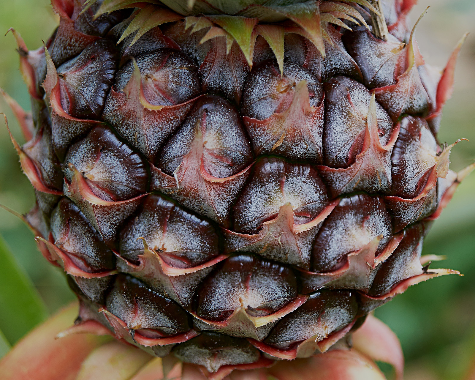 Variation on Focus Stacking using Gimp and one of our pineapples