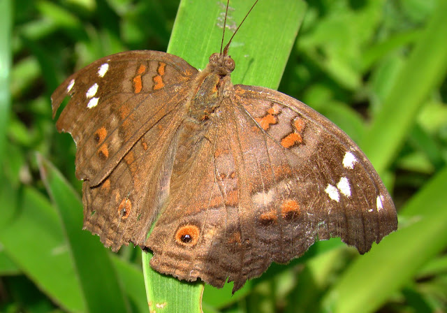 Brown Pansy Butterfly Junonia natalica natalica