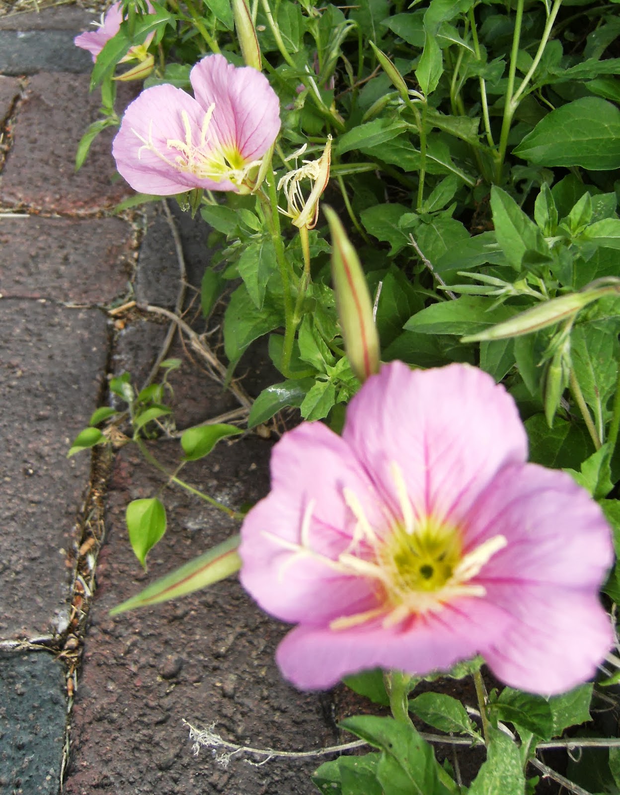 See The Beauty In The Ordinary A Kansas Country Garden May Comes To An Enchanting End