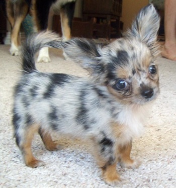 Long-haired Chihuahua Puppy