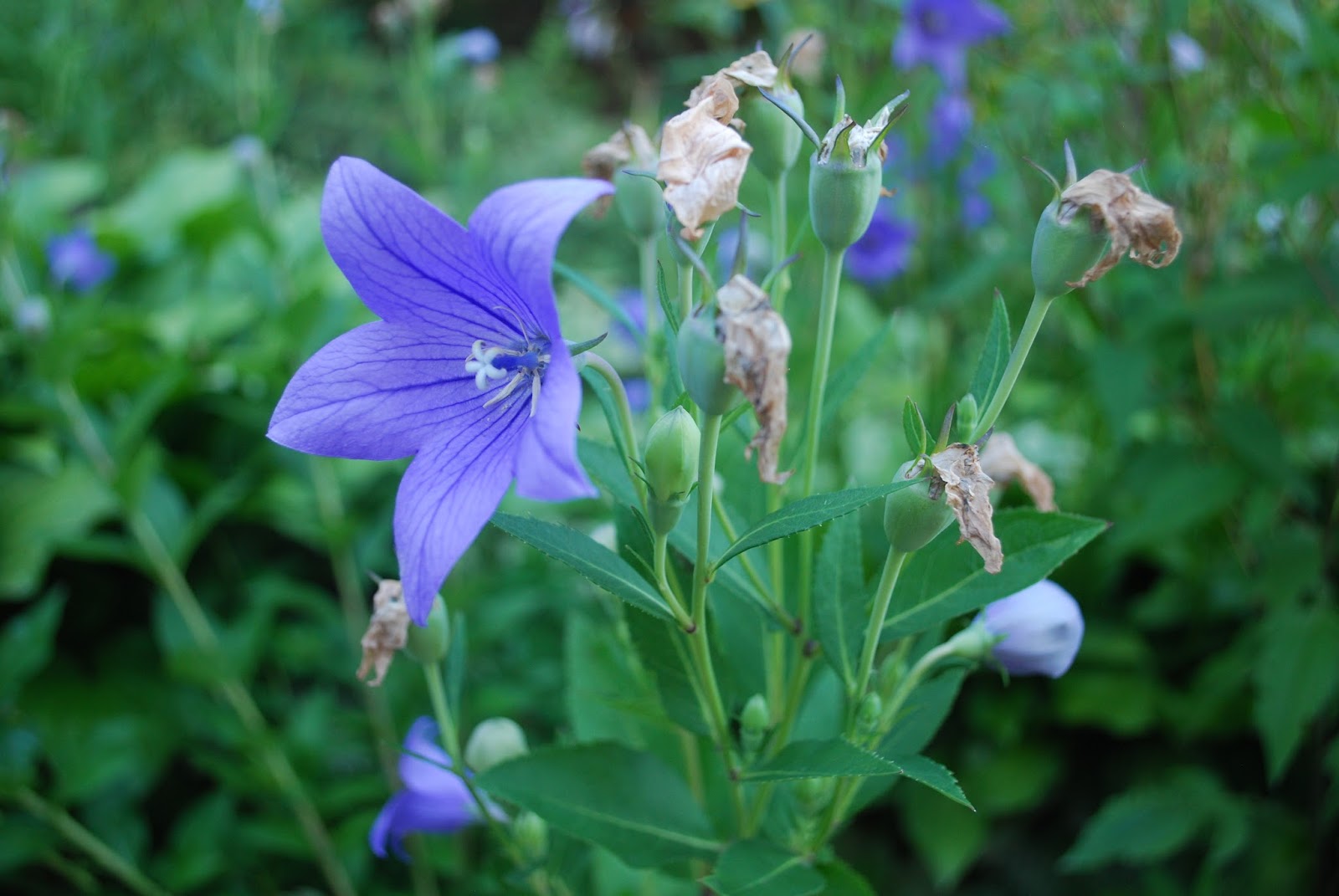 24+ Charming Plants To Plant In August Inspiratif Design