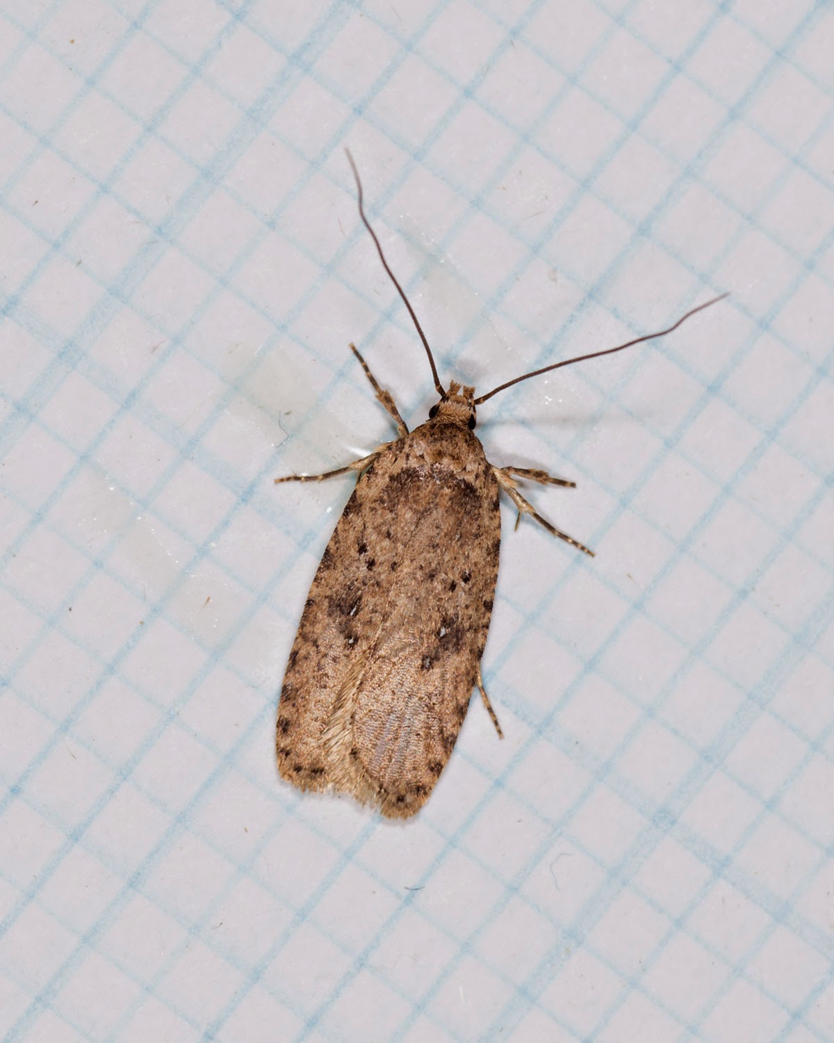 Glamorgan Moth Recording Group: Agonopterix heracliana or ciliella