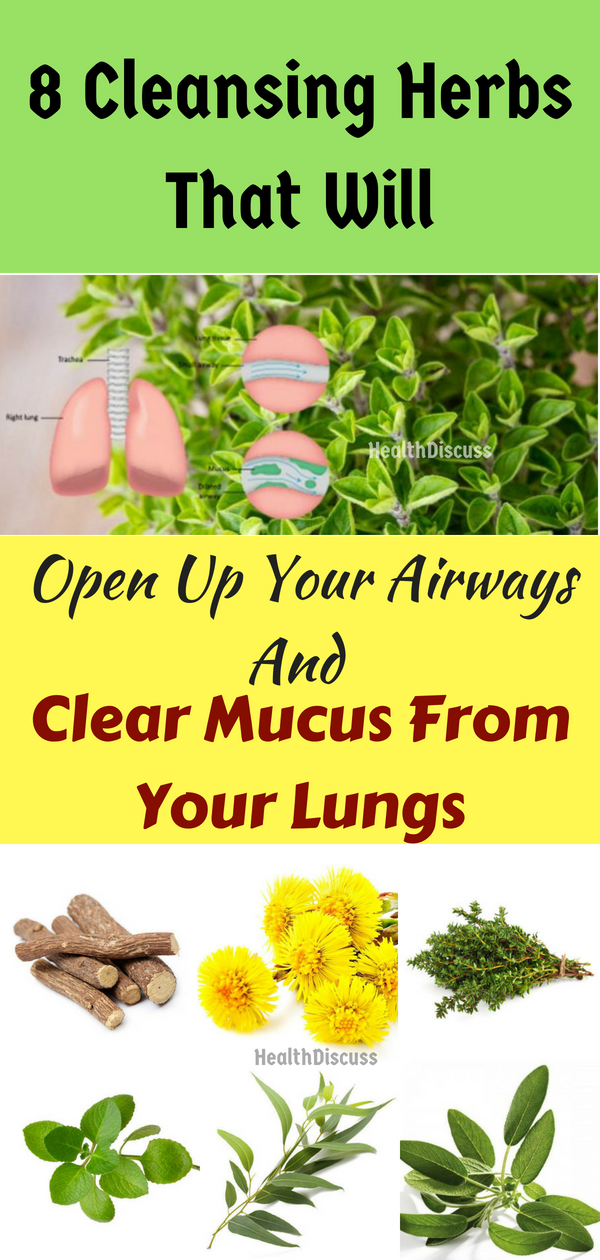 Health Discuss 8 cleansing herbs that will open up your airways and