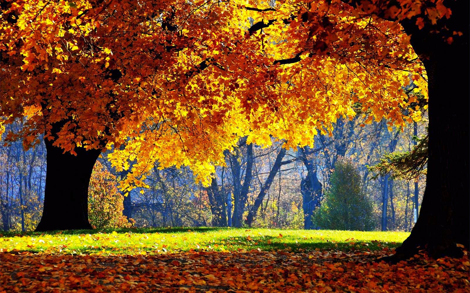 Beautiful Autumn Tree Morning Nature Wallpaper